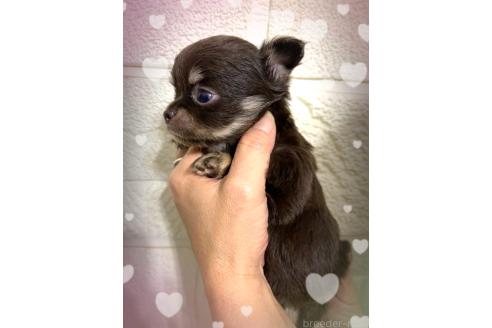 成約済の愛媛県のチワワ(ロングコート)-383907の3枚目