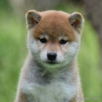 成約済の三重県の柴犬-383861の1枚目