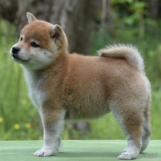 成約済の三重県の柴犬-383861の4枚目