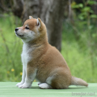 成約済の三重県の柴犬-383861の3枚目