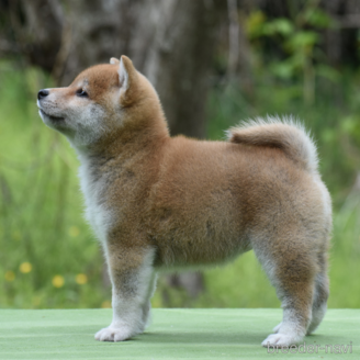 成約済の三重県の柴犬-383861の2枚目