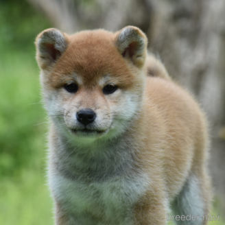 成約済の三重県の柴犬-383865の1枚目