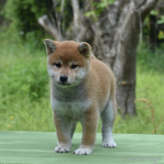 成約済の三重県の柴犬-383865の4枚目