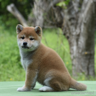 成約済の三重県の柴犬-383865の3枚目
