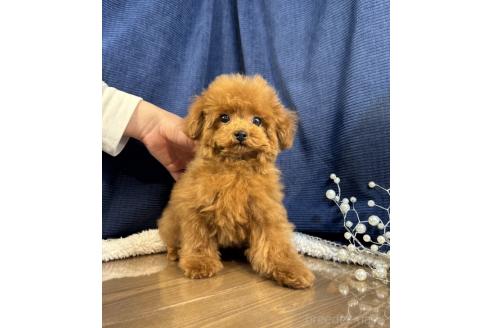 成約済の茨城県のトイプードル-383961の5枚目