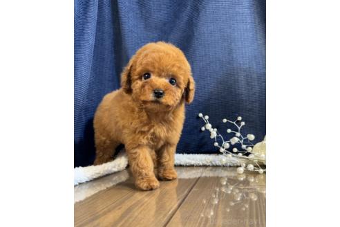 販売中の茨城県のトイプードル-383963
