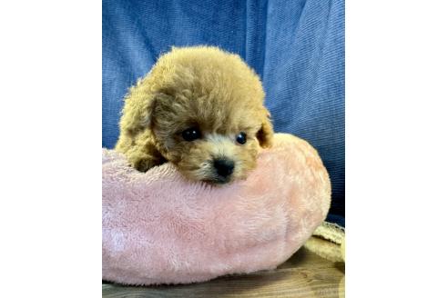 販売中の茨城県のトイプードル-383964