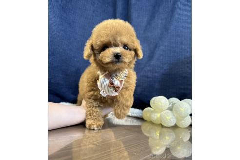 販売中の茨城県のトイプードル-383964の3枚目