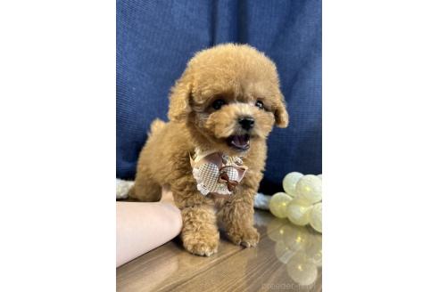 販売中の茨城県のトイプードル-383964の2枚目