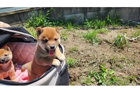 成約済の福岡県の豆柴-383968の2枚目