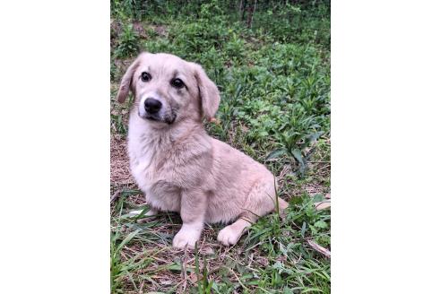 販売中の神奈川県のミックス犬-357381の7枚目