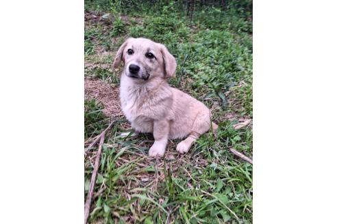 販売中の神奈川県のミックス犬-357381の6枚目
