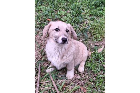 販売中の神奈川県のミックス犬-357381の4枚目