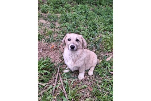 販売中の神奈川県のミックス犬-357381の3枚目