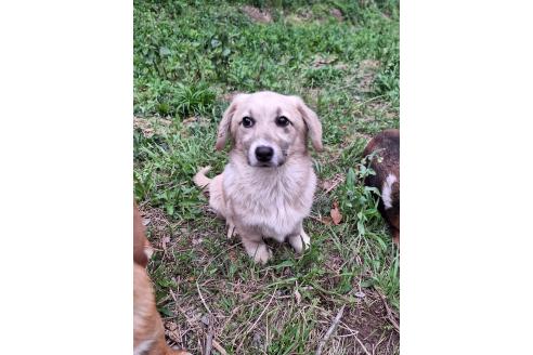 販売中の神奈川県のミックス犬-357381の2枚目