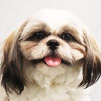 ことぶきちゃん1枚目