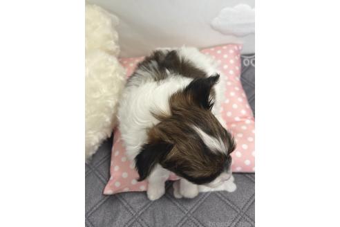 成約済の埼玉県のパピヨン-380397の8枚目