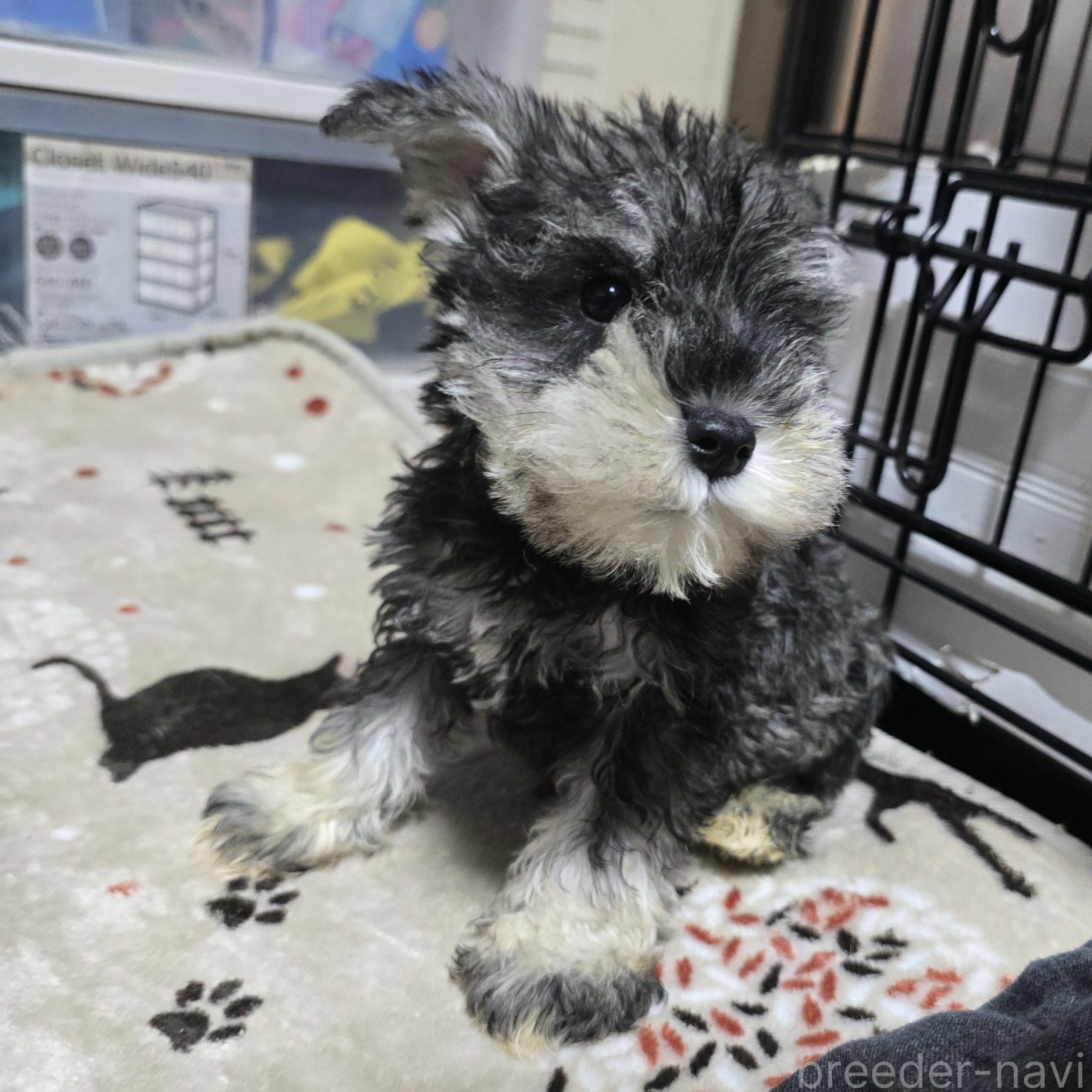 成約済の岡山県のミニチュアシュナウザー-374504の12枚目