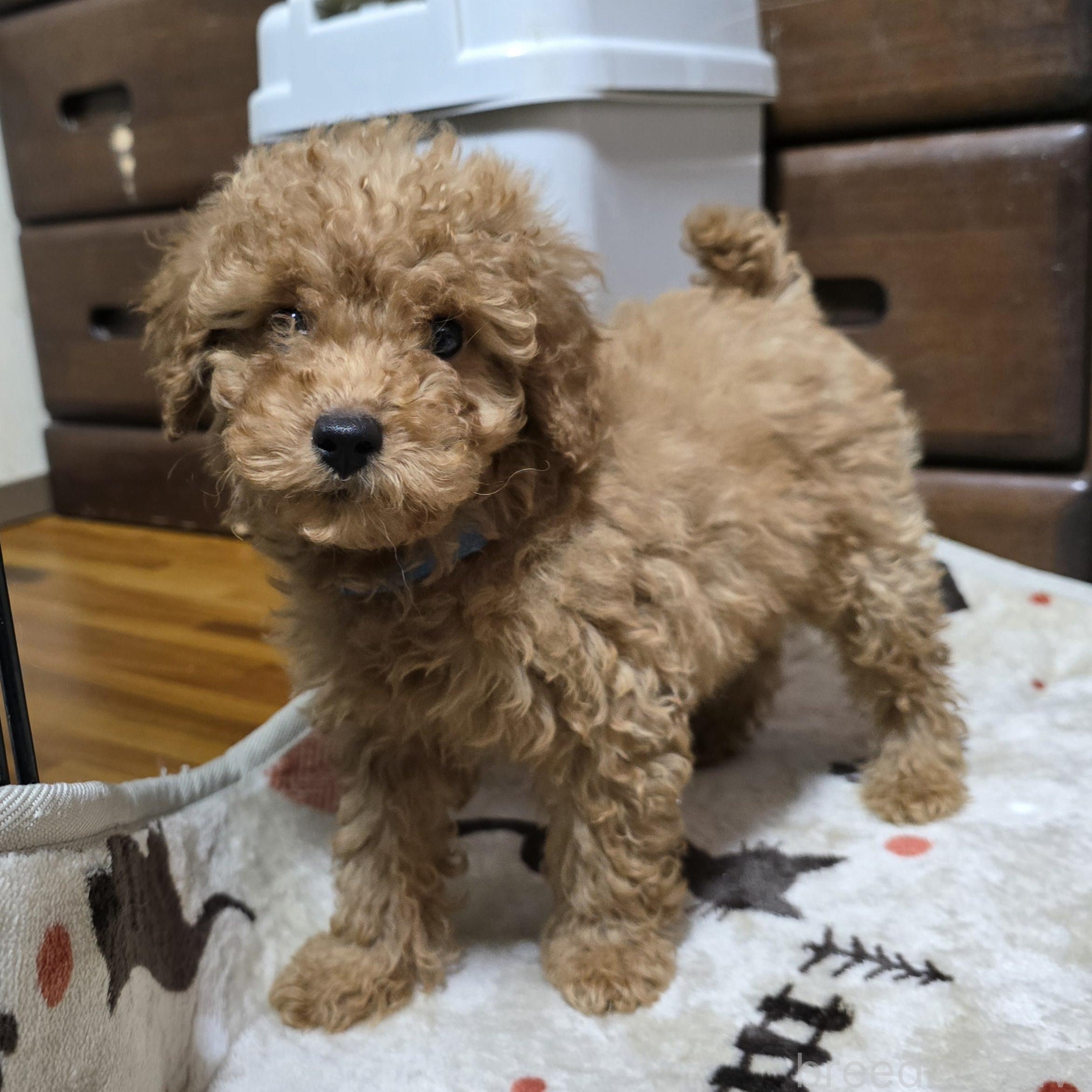 成約済の岡山県のトイプードル-374260の15枚目