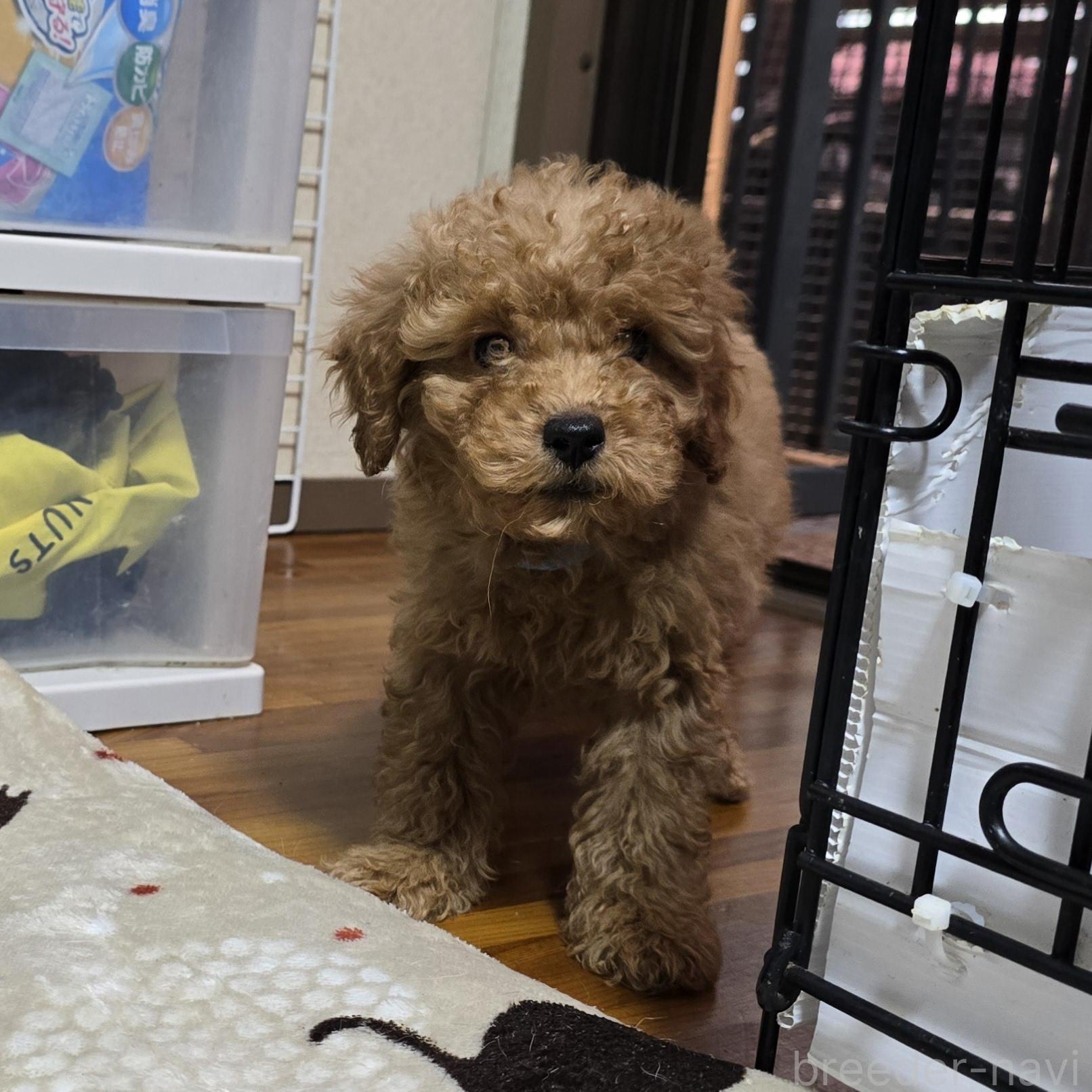 成約済の岡山県のトイプードル-374260の14枚目