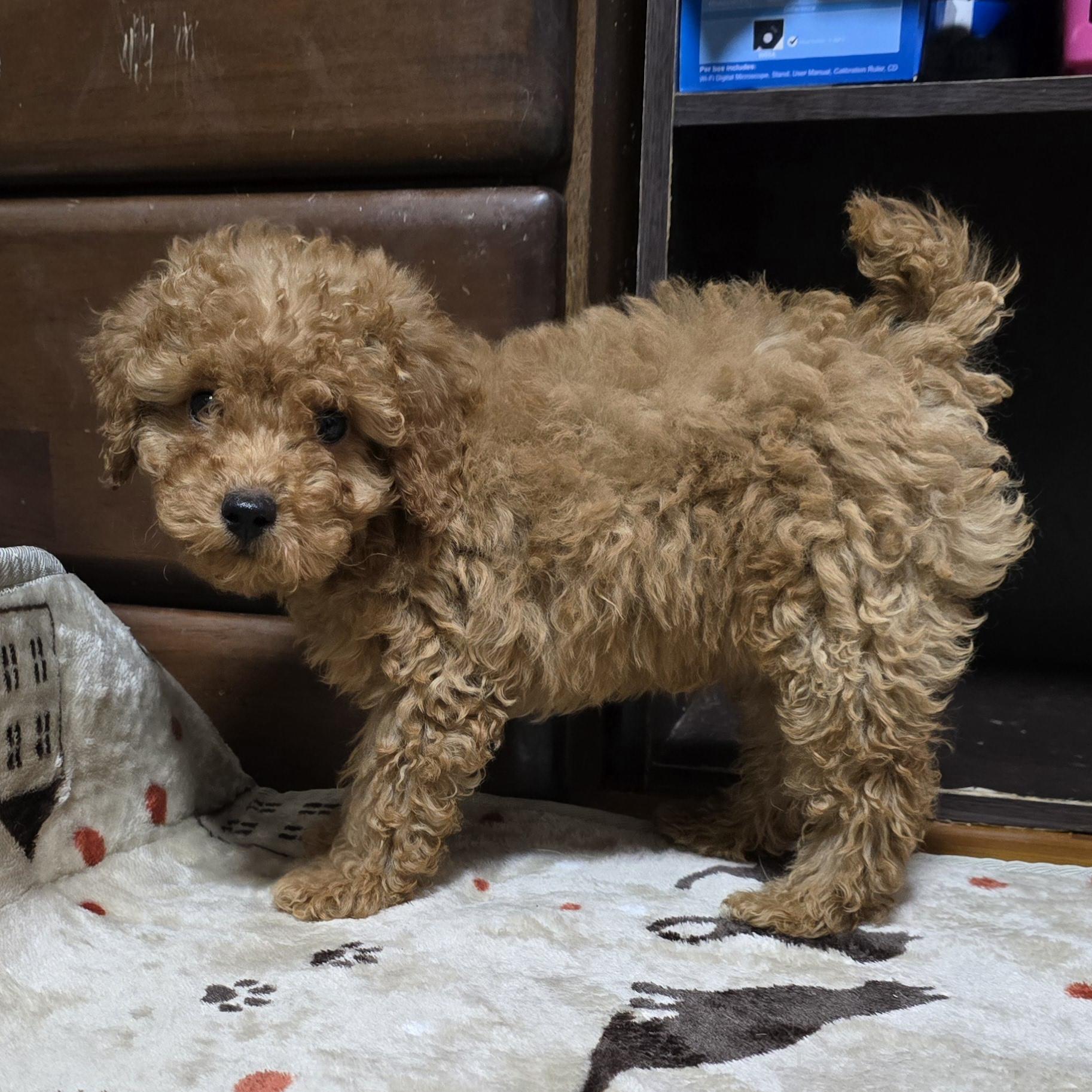 成約済の岡山県のトイプードル-374260の13枚目