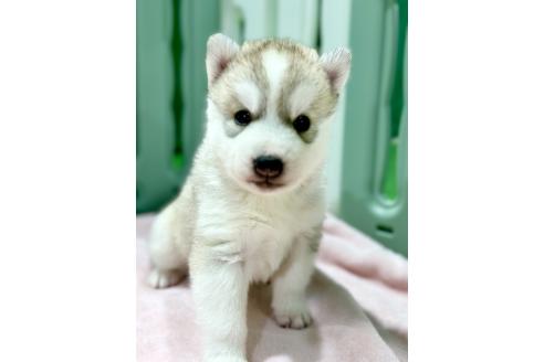 成約済の愛知県のシベリアンハスキー-383920の5枚目