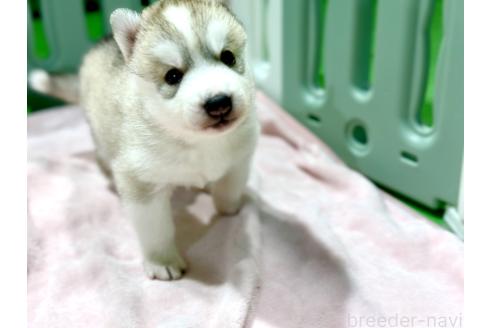 成約済の愛知県のシベリアンハスキー-383920の4枚目