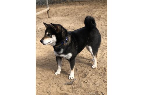 成約済の宮城県の柴犬-383931の7枚目