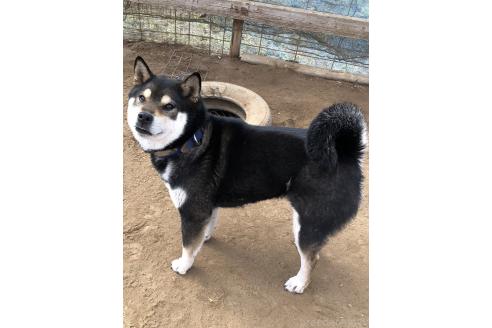 成約済の宮城県の柴犬-383931の5枚目