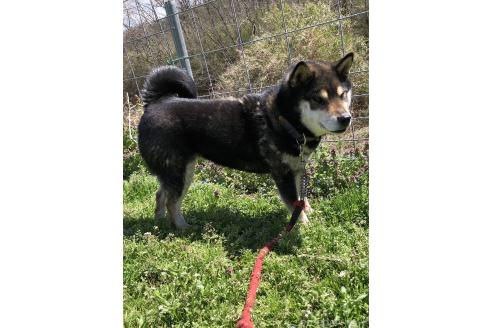 成約済の宮城県の柴犬-383931の4枚目