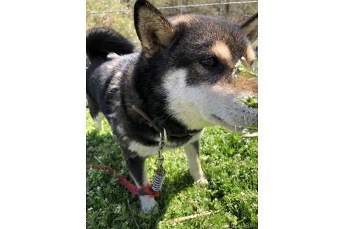 成約済の宮城県の柴犬-383931の3枚目