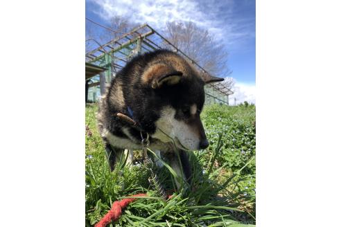成約済の宮城県の柴犬-383931の2枚目
