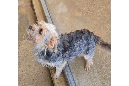 商談中の福岡県のミックス犬-383932の2枚目