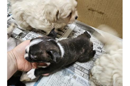 成約済の愛知県のボストンテリア-379375の3枚目