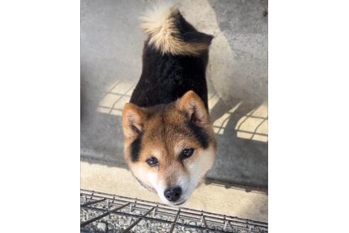 チョコビちゃん1枚目