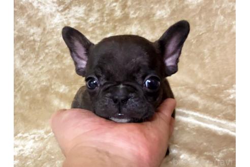 成約済の宮城県のフレンチブルドッグ-384099の3枚目