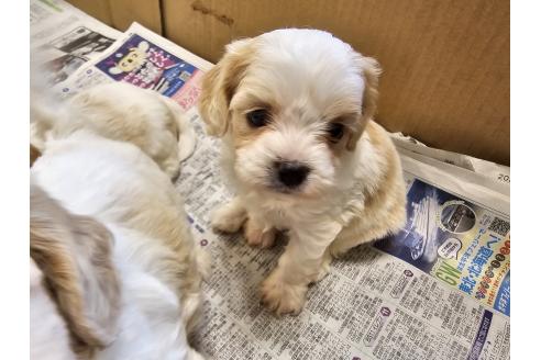 成約済の愛知県のミックス犬-384154の8枚目
