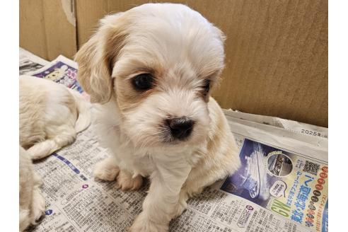 成約済の愛知県のミックス犬-384154の7枚目