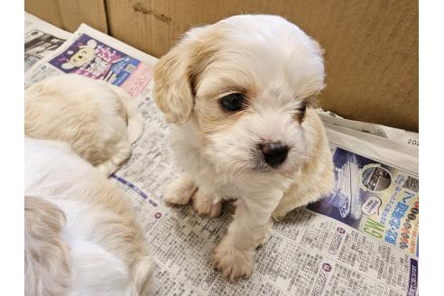 成約済の愛知県のミックス犬-384154の6枚目