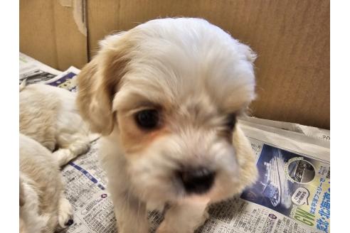 成約済の愛知県のミックス犬-384154の5枚目