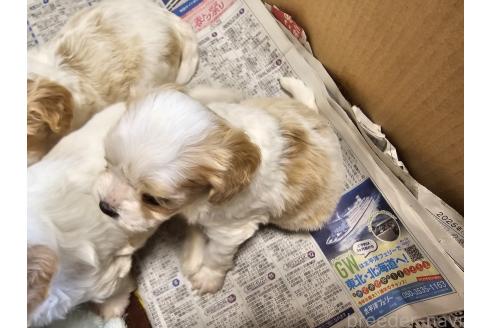 成約済の愛知県のミックス犬-384154の4枚目