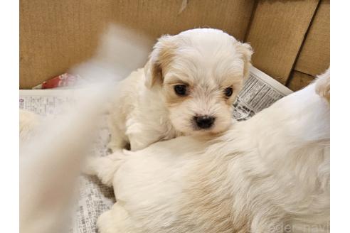 成約済の愛知県のミックス犬-384154の3枚目