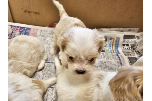成約済の愛知県のミックス犬-384154の2枚目