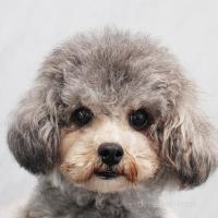ラメちゃん1枚目