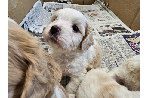 成約済の愛知県のミックス犬-384155の10枚目