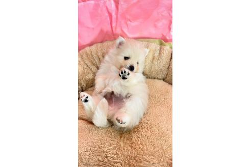 成約済の北海道のポメラニアン-384175の2枚目