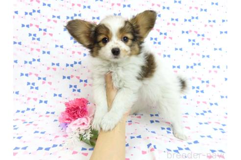 成約済の千葉県のパピヨン-375176の4枚目