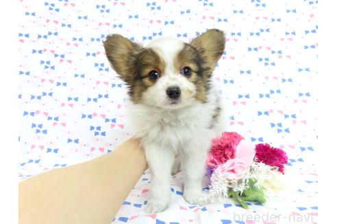成約済の千葉県のパピヨン-375176の2枚目