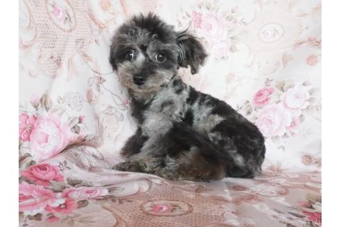 販売中の岡山県のミックス犬-384188の3枚目