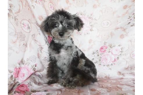 販売中の岡山県のミックス犬-384188の2枚目